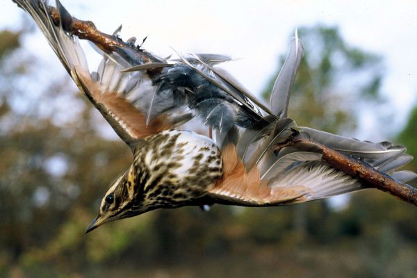 Frankreich verbietet Hobby-Jagd mit Leimruten
