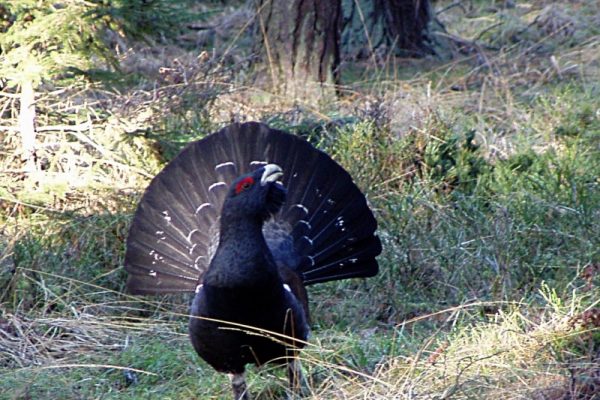Grand tétras : un chasseur de loisir condamné pour cruauté envers les animaux