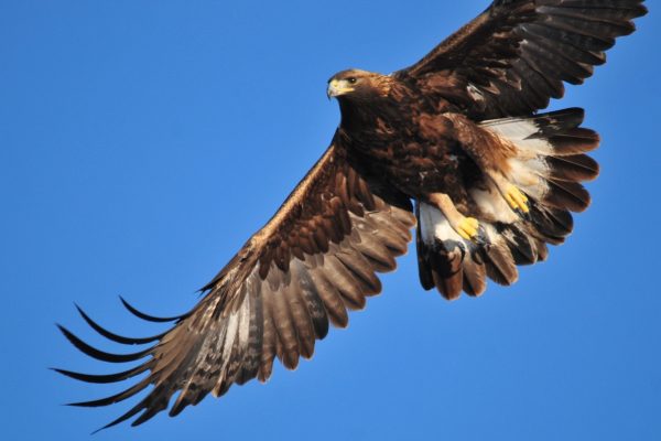 Un chasseur de loisir abat des oiseaux protégés