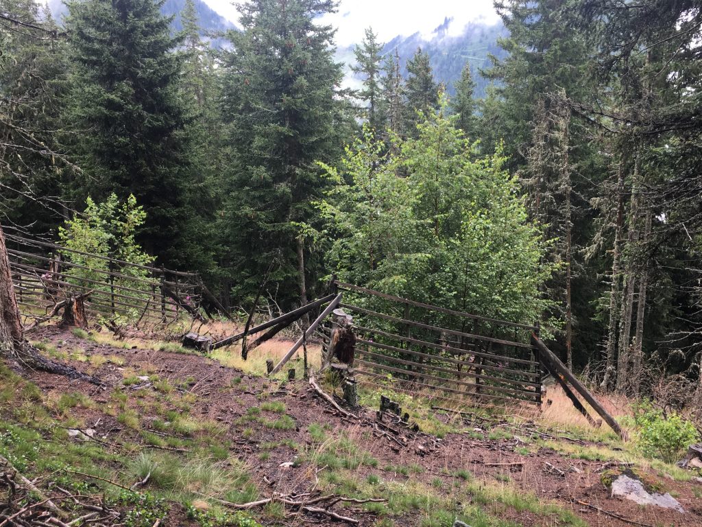 Jagdgesetz: NEIN im Interesse vom Bergwald