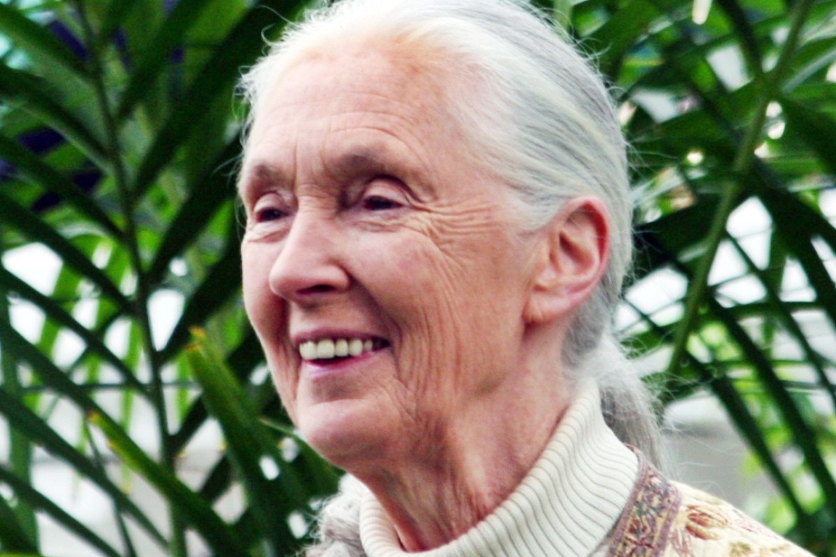 Jane Goodall Trophäenjäger bedrohen gefährdete Tiere