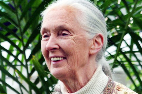 Jane Goodall : la chasse au trophée menace les animaux sauvages