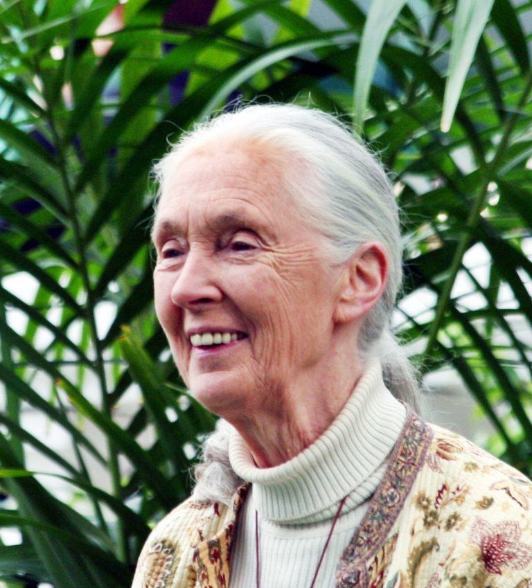 Jane Goodall Trophäenjäger bedrohen gefährdete Tiere