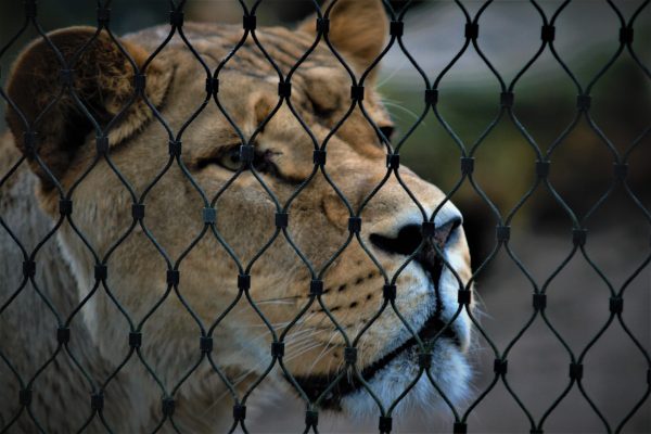 Klöckner kündigt halbherziges Zirkus-Wildtierverbot an