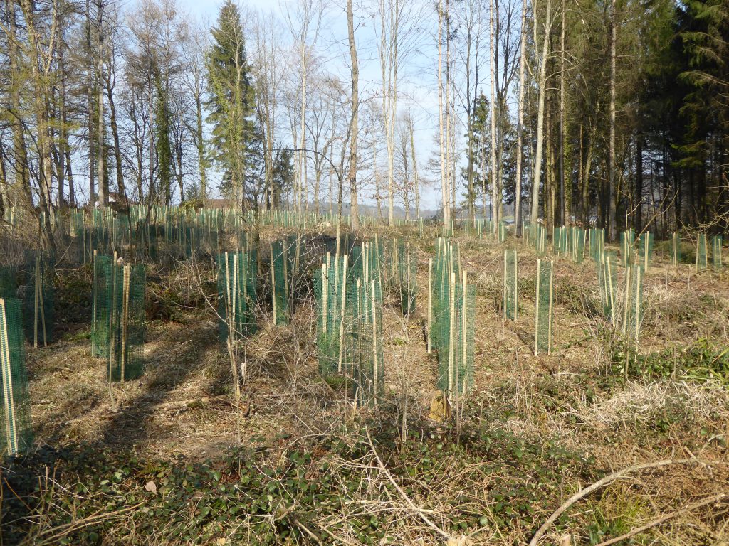 Jagdgesetz: NEIN im Interesse vom Bergwald