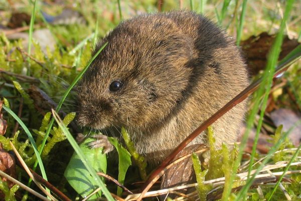 L'association paysanne de Thuringe se plaint d'une invasion de souris