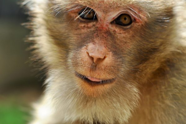 Tierversuche beinhalten eine staatliche Lizenz zum Quälen