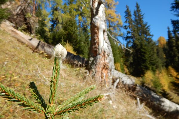 Jagdgesetz: NEIN im Interesse des Bergwaldes