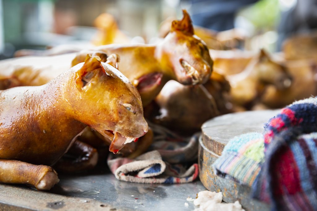 The Brutal Trade in Cat Meat in Vietnam