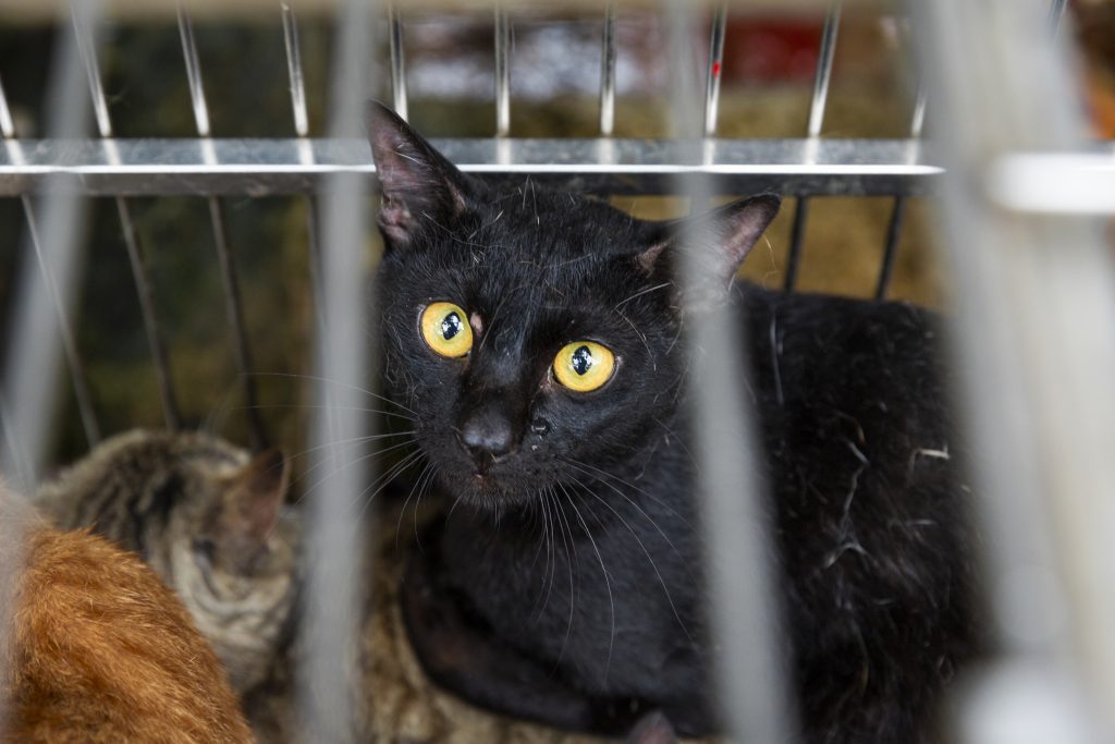 The Brutal Trade in Cat Meat in Vietnam