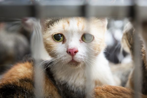 Le commerce brutal de la viande de chat au Vietnam