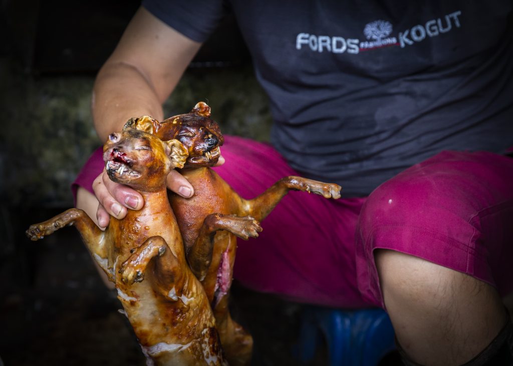 The Brutal Trade in Cat Meat in Vietnam