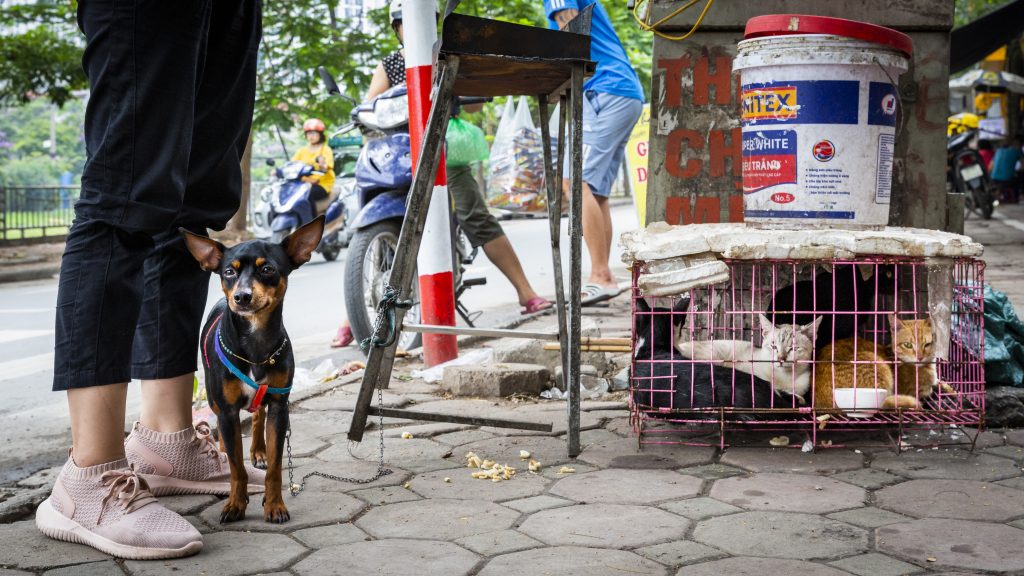 The Brutal Trade in Cat Meat in Vietnam