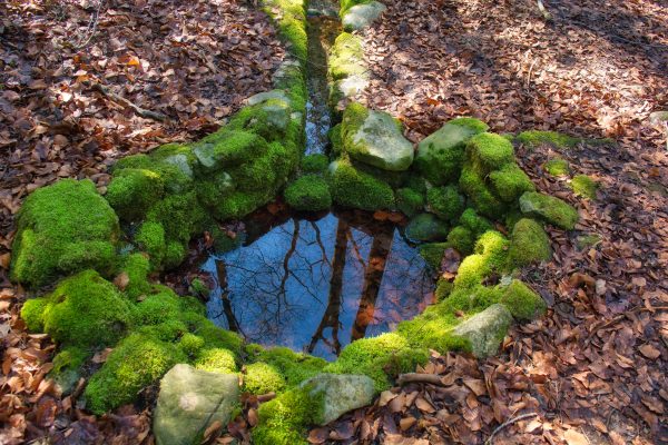 Waldbewohner: Hitze da – heimische Wildtiere bleiben cool