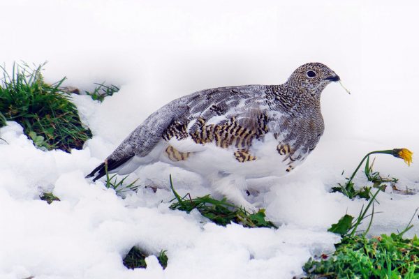 Walliser Gesellschaft für Wildtierbiologie lehnt Jagdgesetz ab