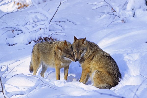 Jagdgesetz abgelehnt: Wolf bleibt geschützt