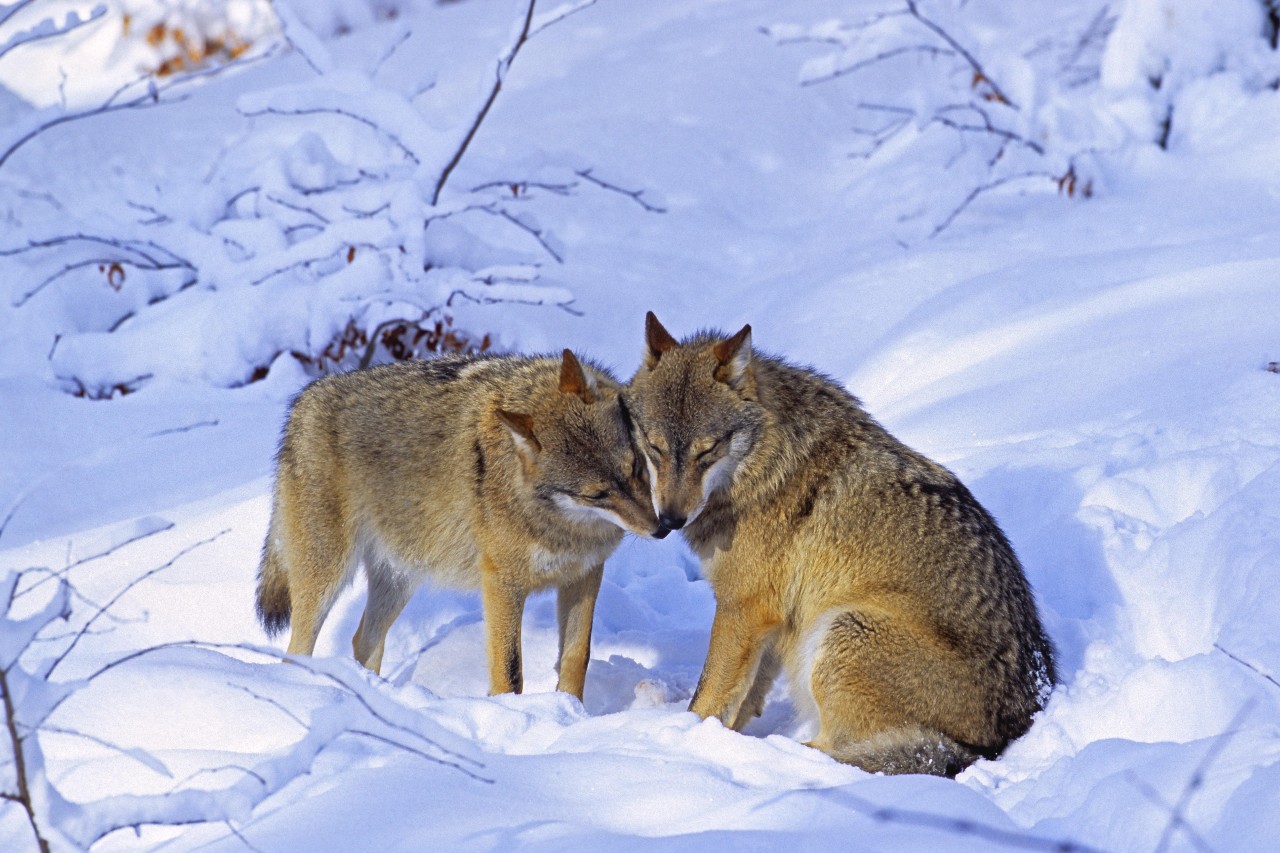Jagdgesetz: NEIN im Interesse vom Bergwald