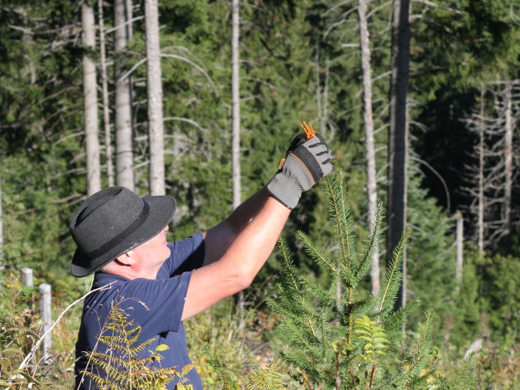 Jagdgesetz: NEIN im Interesse vom Bergwald