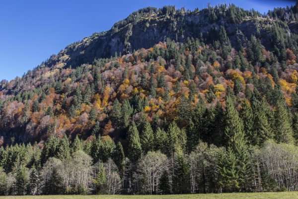 Bergwaldprojekt in GR wegen Wolfsstreit gestoppt