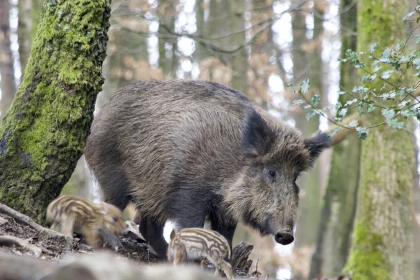 Afrikanische Schweinepest erstmals in Deutschland