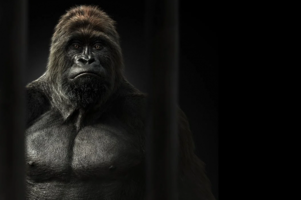 Gorilla im Zoo kommuniziert Wunsch nach Freiheit