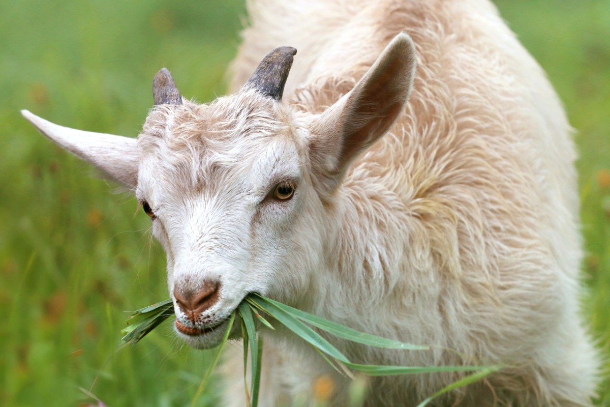 Landwirte sagen Nein zum Jagdgesetz