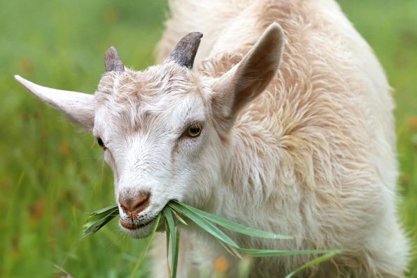 Landwirtinnen und Landwirte sagen Nein zum Jagdgesetz