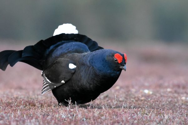 Jagdstatistik: Massaker an gefährdeten Arten