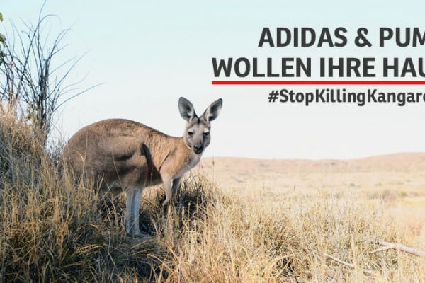 Känguruleder: Verkaufsstopp für Schuhe gefordert