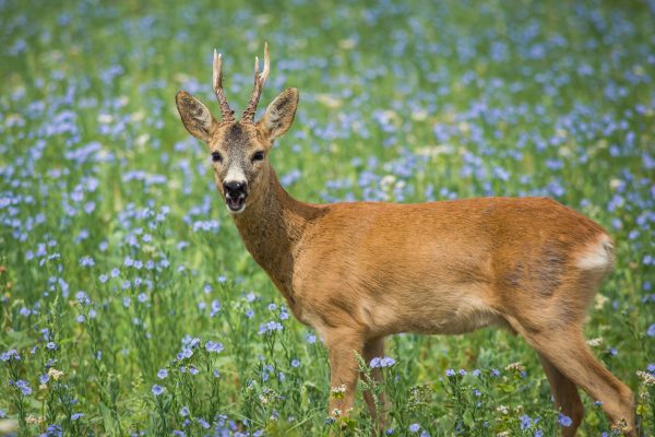 Tierschutz kritisiert Entwurf zum Bundesjagdgesetz
