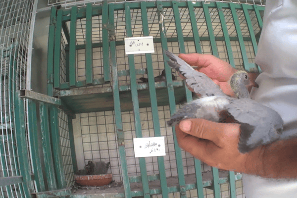 Allevatori di piccioni mandano gli uccelli a morire