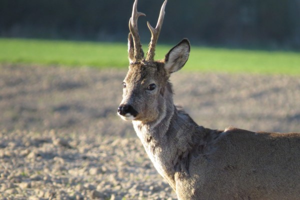 I cacciatori per hobby non aiutano la trasformazione del bosco