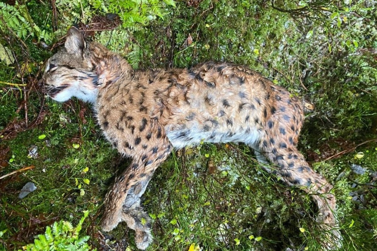 Luchs im Jura gewildert