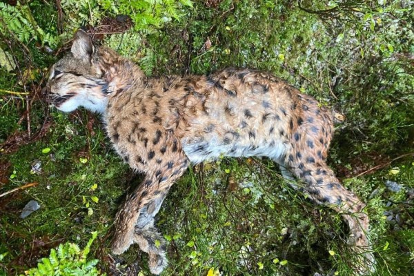 Un lynx braconné dans le Jura