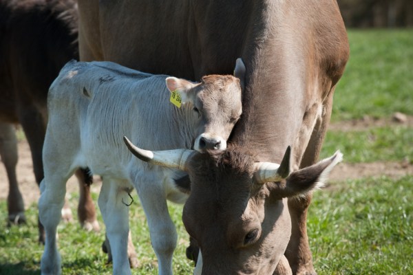 Milch ohne Trennung von Mutter und Kalb