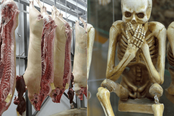 Schlachthäuser sollen an Halloween öffnen