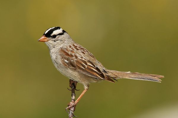 Seit Corona singen Vögel schöner