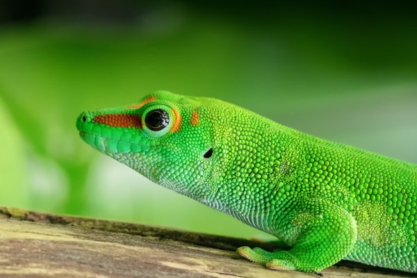 Wissenschaft befördert illegalen Reptilienhandel