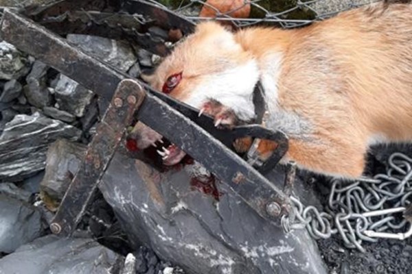 Zurigo: volpe finisce in una tagliola vietata