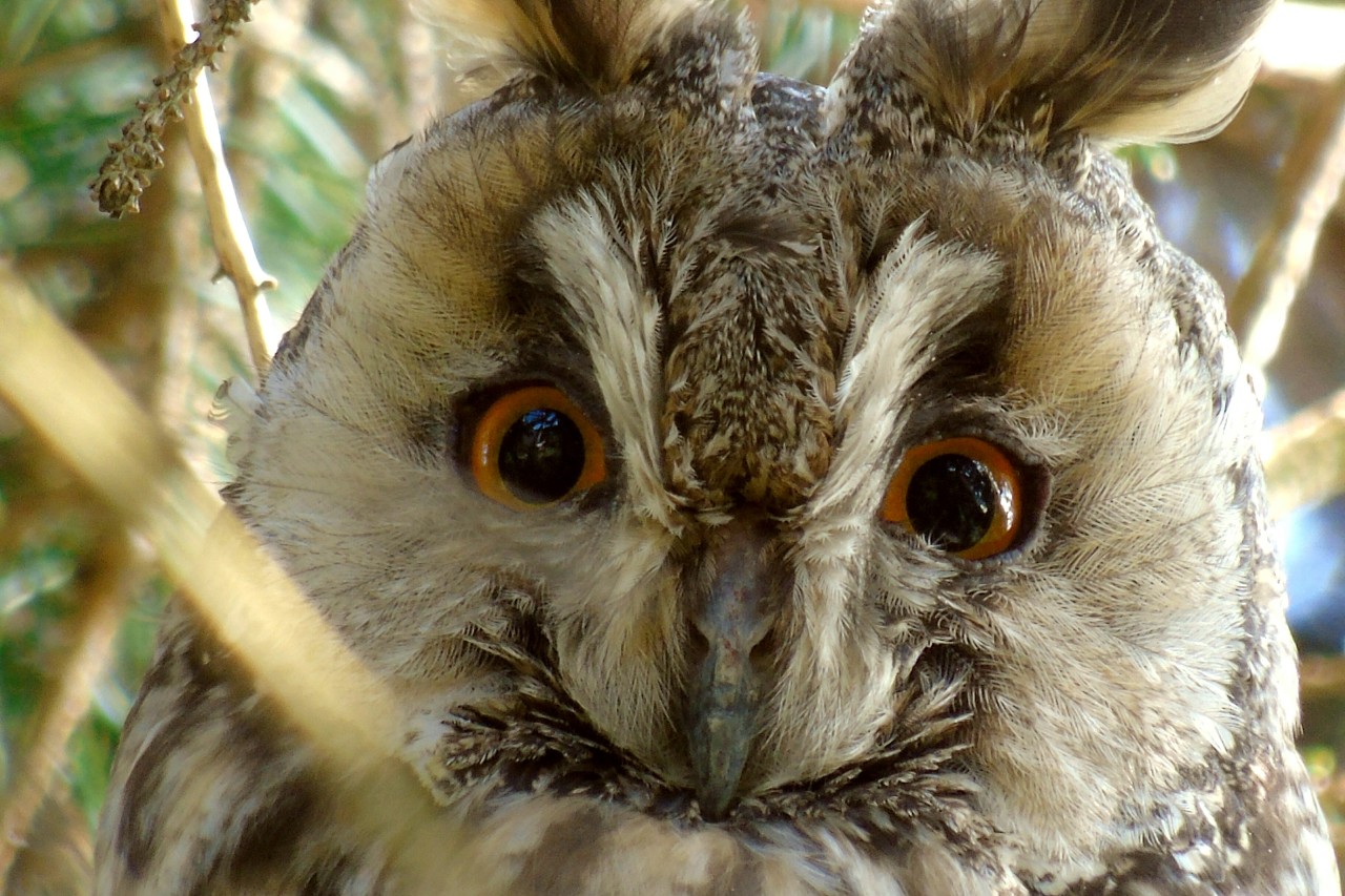 Hobby-Jäger erschiesst zum Spass Eule