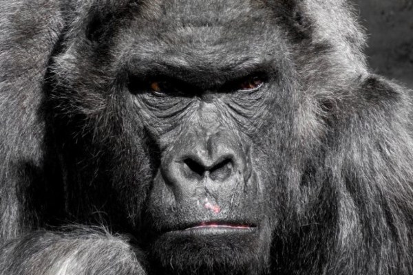 Zoo erschiesst Schimpansen nach Ausbruch