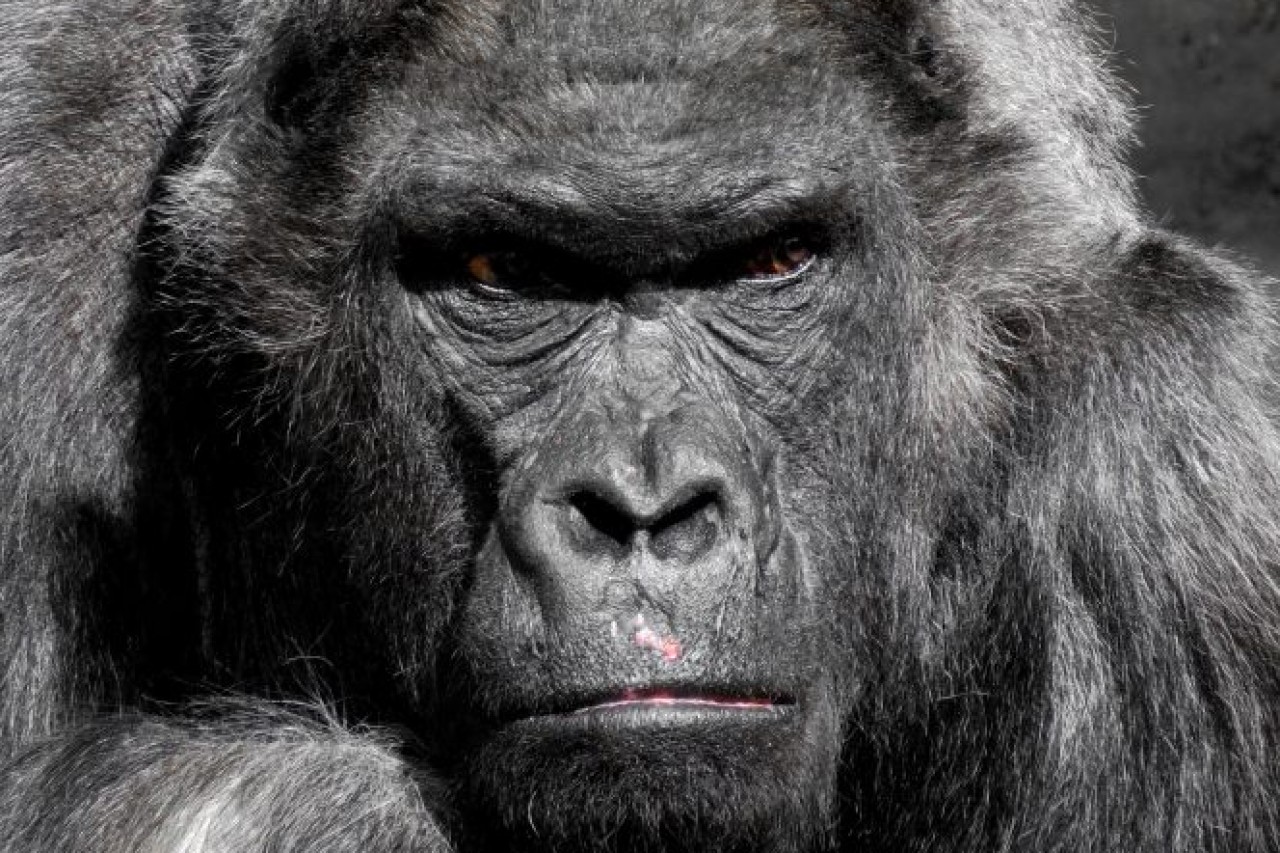 Zoo erschiesst Schimpansen nach Ausbruch