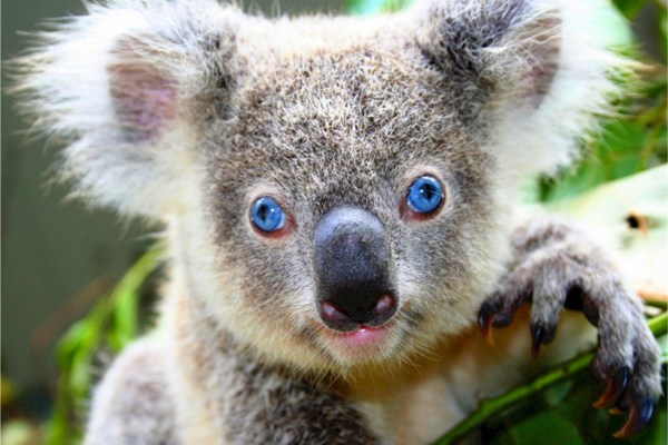 Stress ist tödlich für Koalas