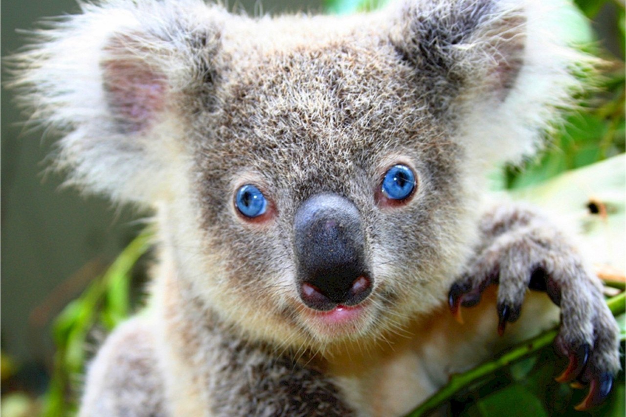 Stress ist tödlich für Koalas