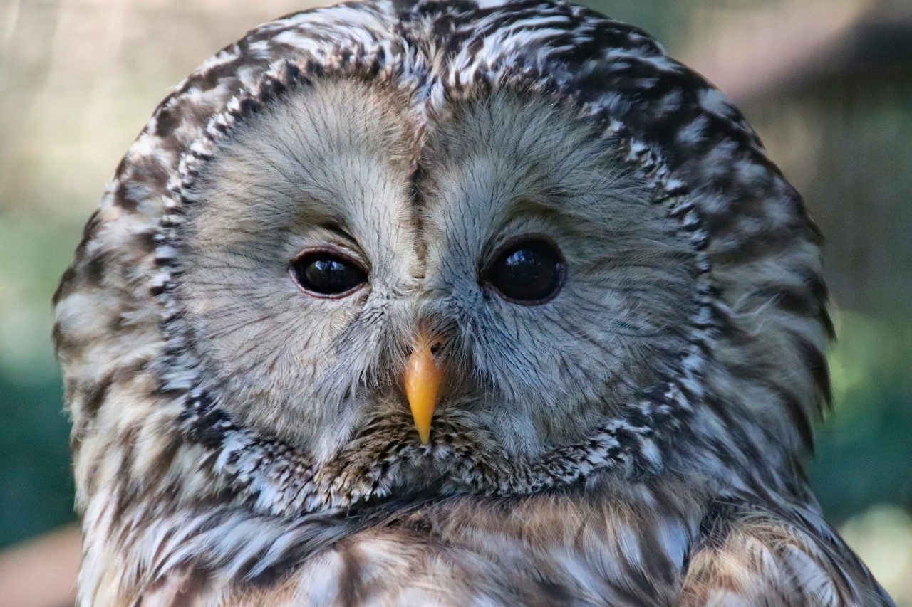 Tierrettung mit Überraschung