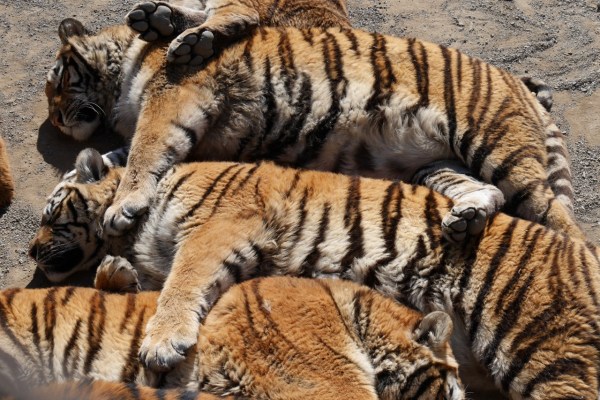 Mafia della tigre in Asia e in Europa