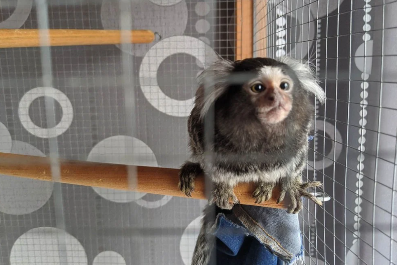 Weissbüschelaffe aus Vogelkäfig befreit