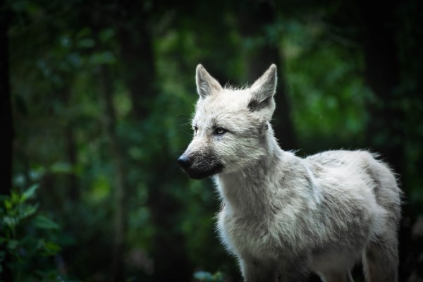 Erneut Wolf im Wallis gewildert
