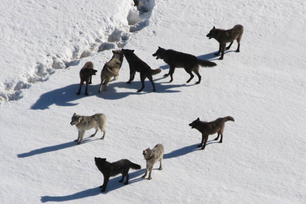 BAFU lehnt Wolfsregulierung in Graubünden ab