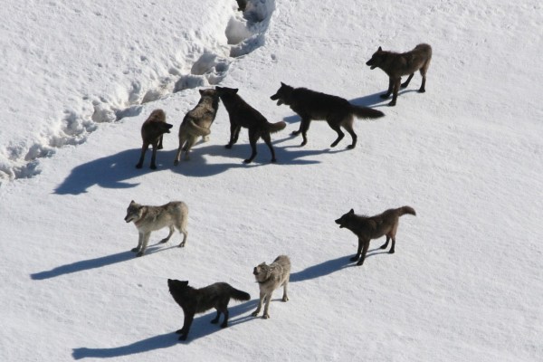 BAFU lehnt Wolfsregulierung in Graubünden ab